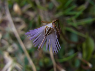 Soldanella alpina