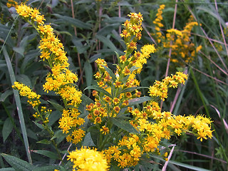 Solidago canadensis