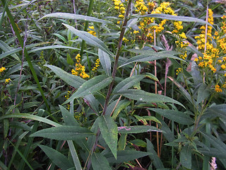 Solidago canadensis