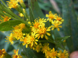 Solidago canadensis