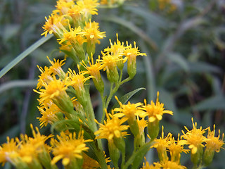 Solidago canadensis