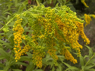 Solidago canadensis