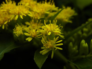 Solidago canadensis