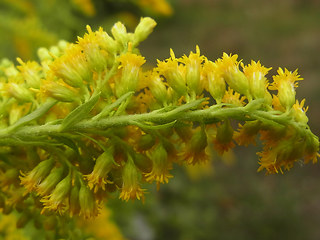 Solidago canadensis