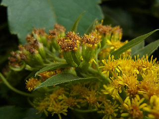 Solidago canadensis