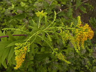 Solidago canadensis