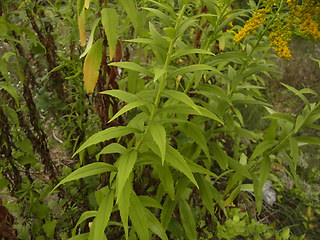 Solidago canadensis