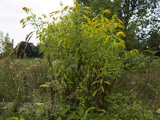 Solidago canadensis