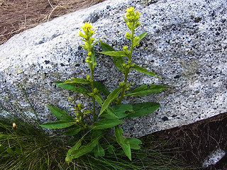 Solidago vigaurea ssp. minuta