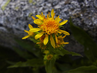 Solidago vigaurea ssp. minuta