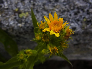 Solidago vigaurea ssp. minuta