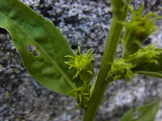 Solidago vigaurea ssp. minuta