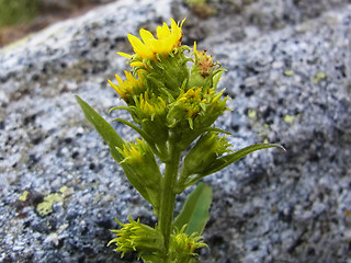 Solidago vigaurea ssp. minuta