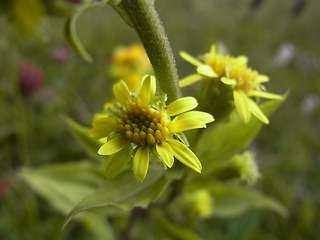 Solidago vigaurea ssp. minuta