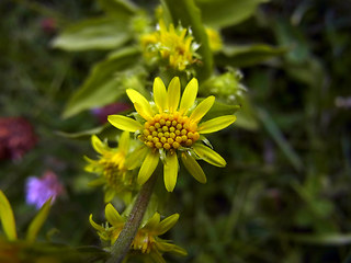 Solidago vigaurea ssp. minuta