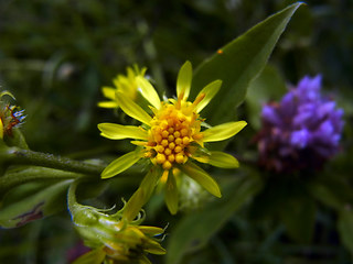 Solidago vigaurea ssp. minuta