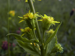 Solidago vigaurea ssp. minuta