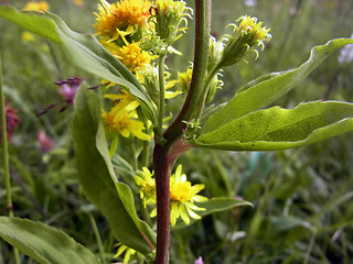 Solidago vigaurea ssp. minuta