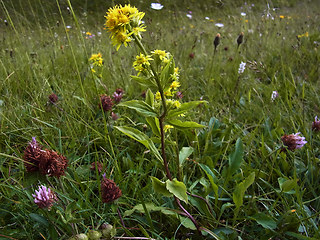 Solidago vigaurea ssp. minuta