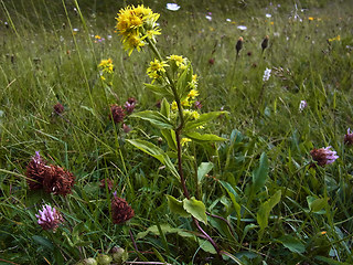 Solidago vigaurea ssp. minuta