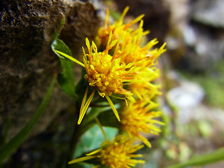 Solidago vigaurea ssp. minuta