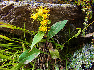 Solidago vigaurea ssp. minuta