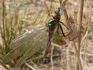 Somatochlora metallica