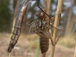 Somatochlora metallica