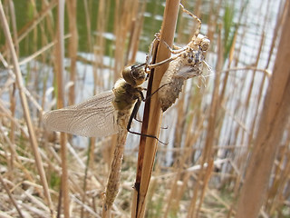 Somatochlora metallica