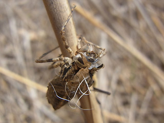 Somatochlora metallica