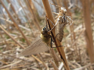 Somatochlora metallica