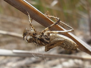 Somatochlora metallica