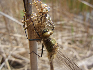 Somatochlora metallica