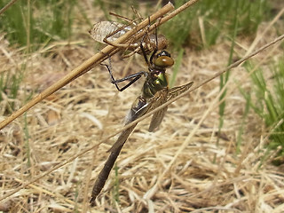 Somatochlora metallica