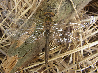 Somatochlora metallica