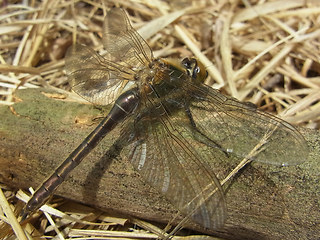 Somatochlora metallica