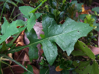 Sonchus oleraceus