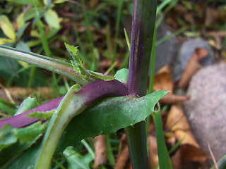 Sonchus oleraceus