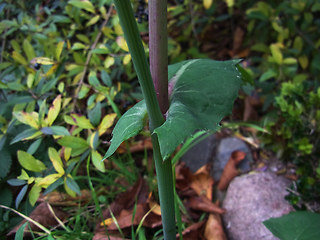 Sonchus oleraceus