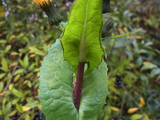 Sonchus oleraceus