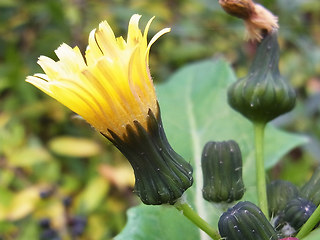 Sonchus oleraceus