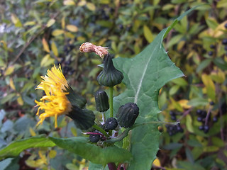 Sonchus oleraceus