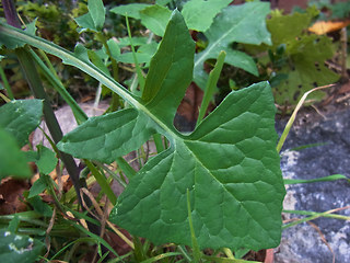 Sonchus oleraceus