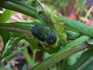 Sonchus oleraceus