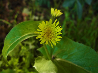 Sonchus oleraceus