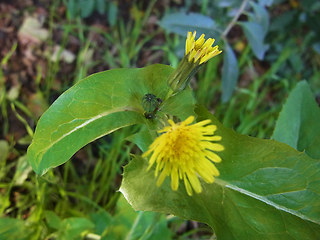 Sonchus oleraceus