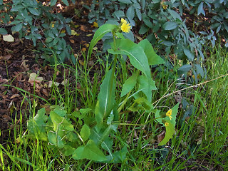 Sonchus oleraceus