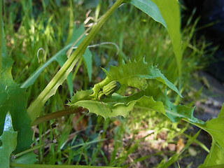 Sonchus oleraceus