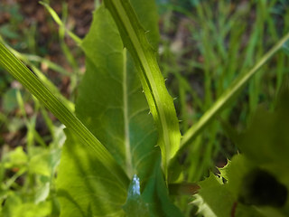 Sonchus oleraceus