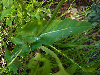 Sonchus oleraceus